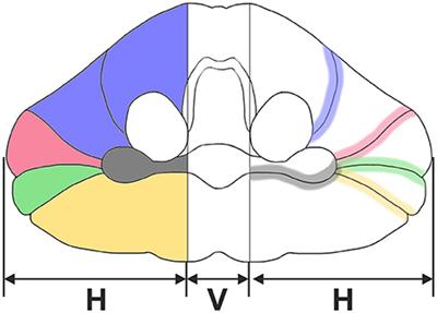 Delineation of Subregions in the Early Postnatal <mark class="highlighted">Human Cerebellum</mark> for Design-Based Stereologic Studies